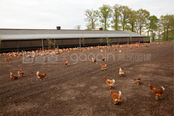 荷兰家禽养殖场的鸡