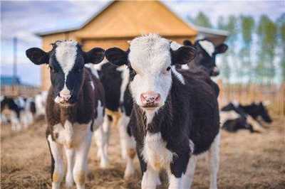 2020年繁殖母牛利润如何?奶牛怎么养殖?附前景分析
