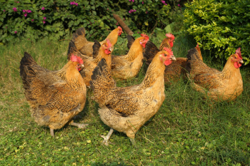 贵阳家禽养殖场介绍光照对蛋鸡的影响信息|贵州长鑫盛农业