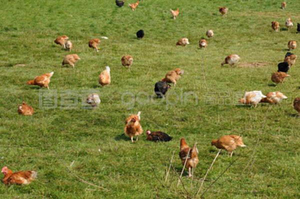 法国,布鲁埃恩维辛的家禽养殖