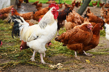自由放养家禽养殖黑白母鸡