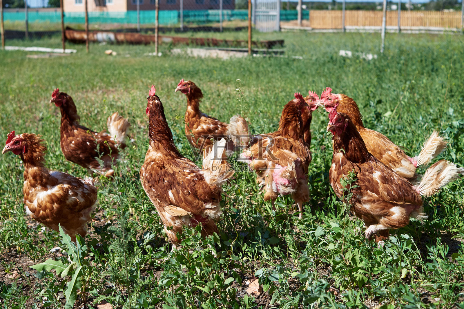 成群的鸡在户外郁郁葱葱的围场里自由地漫步,复制空间。一群自由放养的鸡在草地上吃草,自由自在。家禽养殖场照片摄影