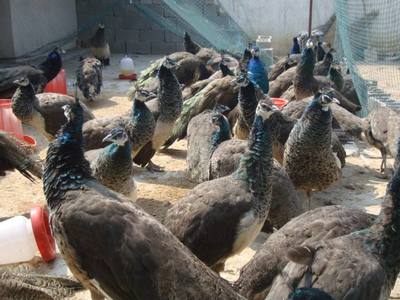 平阴现在养殖10只蓝孔雀一年有多大利润
