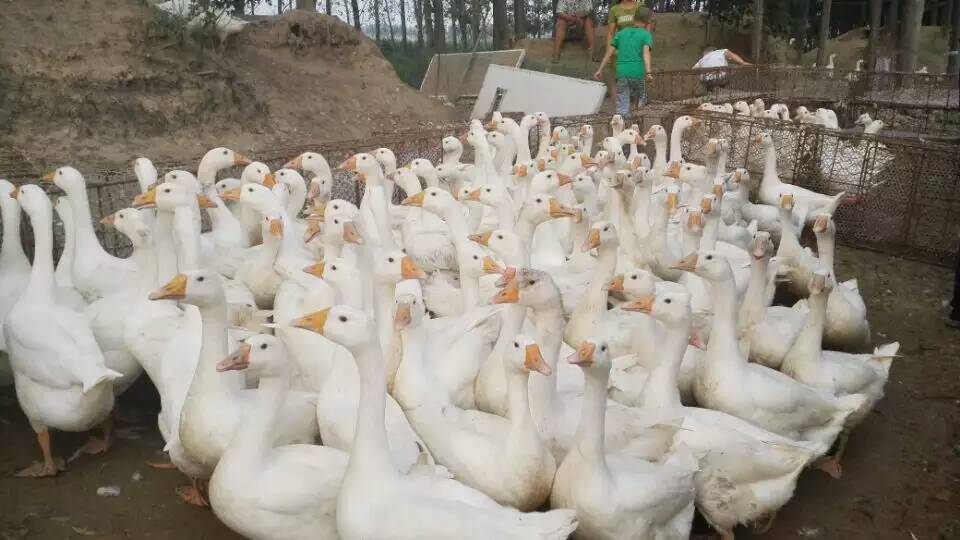 禽病的综合预防措施-家禽养殖技术指导