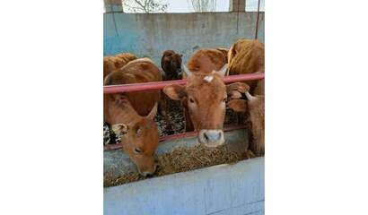 济南地区牛犊苗价格行情