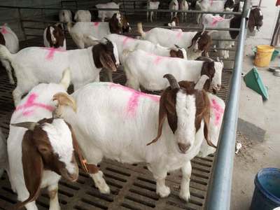 非季节性繁殖家畜 母羊6月龄波尔山羊 嘉祥九江养殖场配发